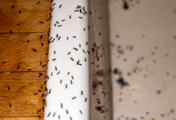 Best Residential Pest Control  in Byron Center, MI