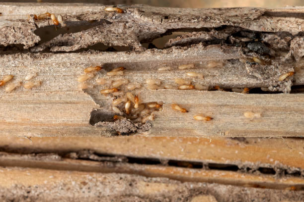 Best Cockroach Control Services  in Byron Center, MI